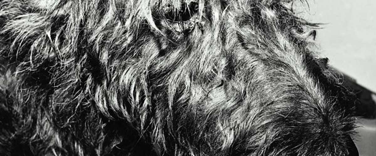 The Sealyham Terrier: A Charming Companion