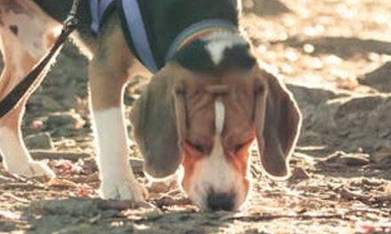 The Incredible Role of Search and Rescue Dogs