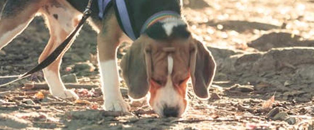 The Incredible Role of Search and Rescue Dogs