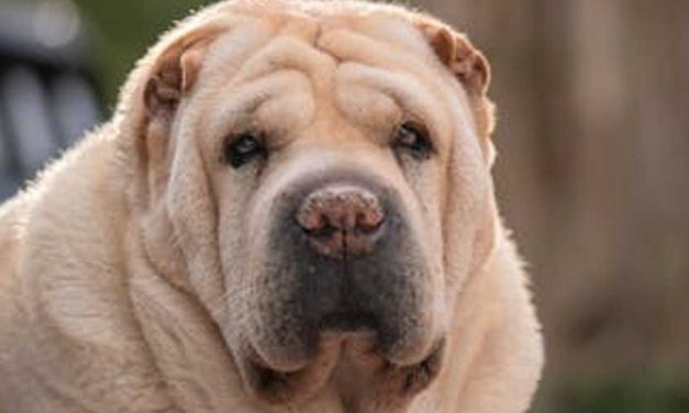 The Shar Pei: A Unique Companion with a Rich History
