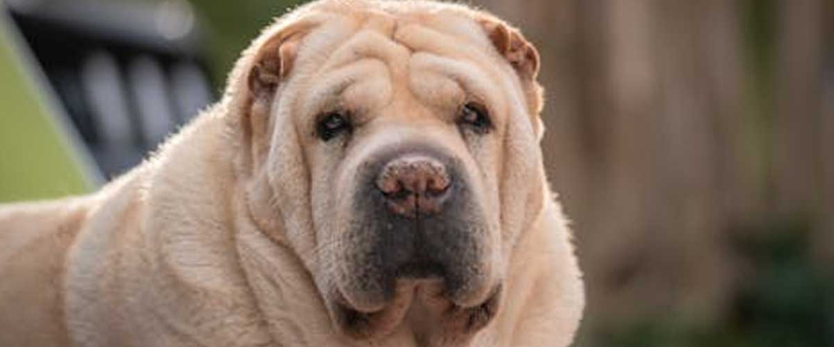 The Shar Pei: A Unique Companion with a Rich History