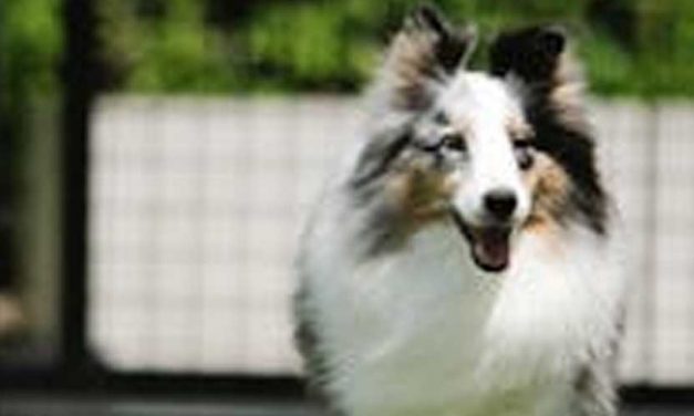 The Shetland Sheepdog: A Loyal Companion and Versatile Working Dog