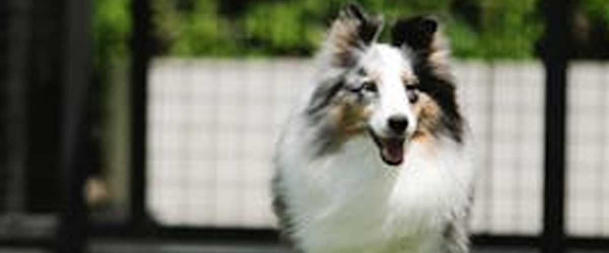 The Shetland Sheepdog: A Loyal Companion and Versatile Working Dog