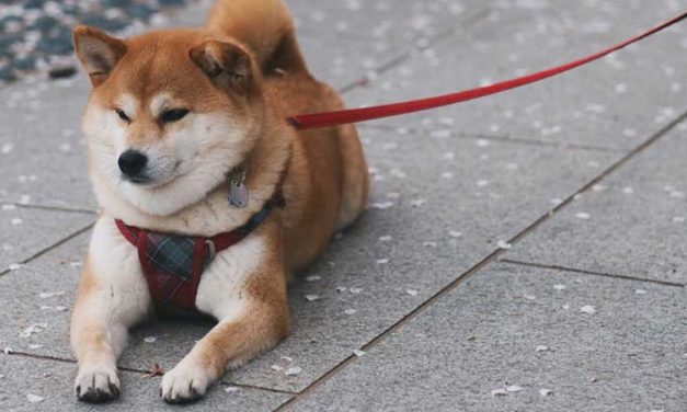 The Shiba Inu: An Overview of a Unique Dog Breed