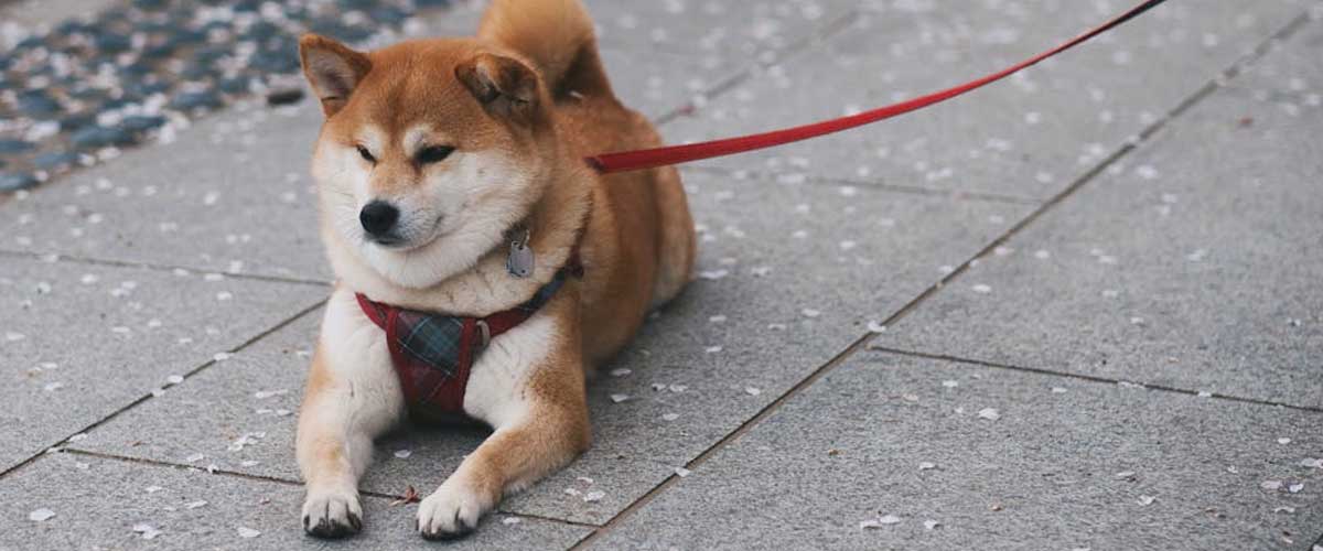 The Shiba Inu: An Overview of a Unique Dog Breed