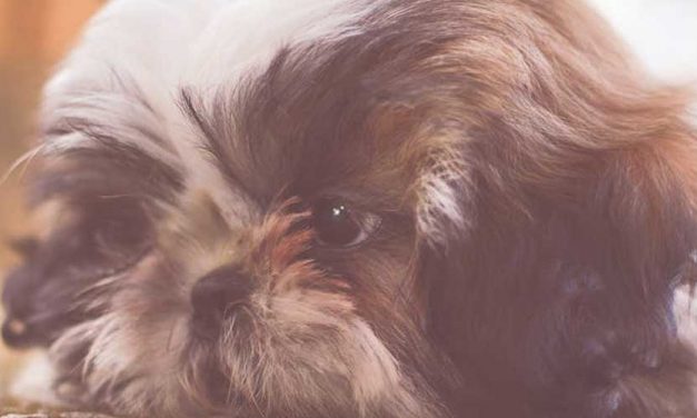The Shih Tzu: A Regal Companion