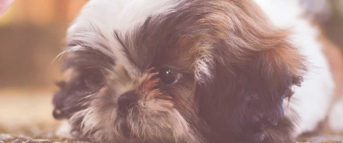 The Shih Tzu: A Regal Companion