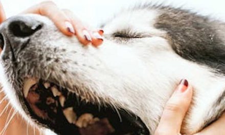 The Shikoku Dog Breed: A Unique and Loyal Companion
