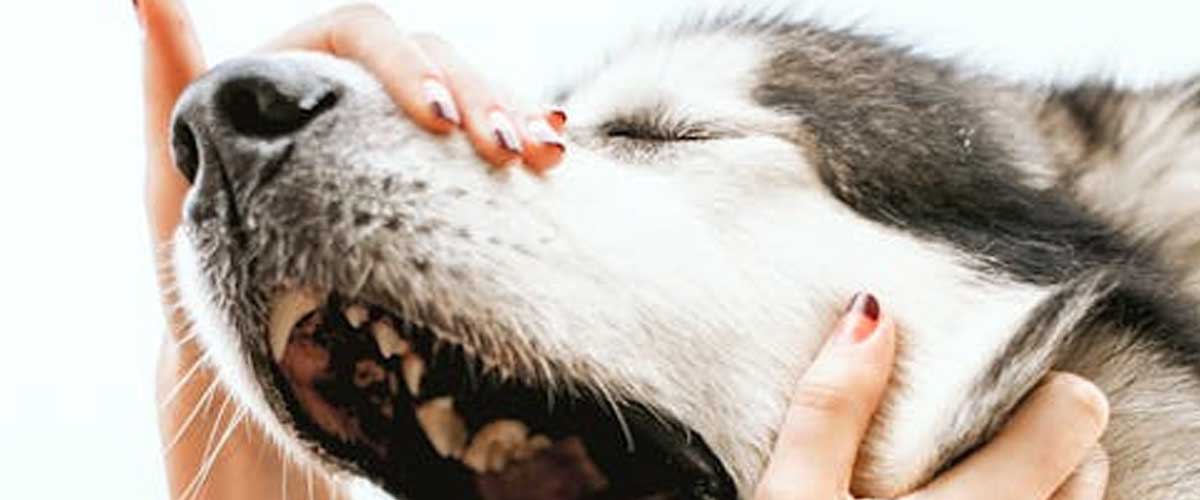 The Shikoku Dog Breed: A Unique and Loyal Companion