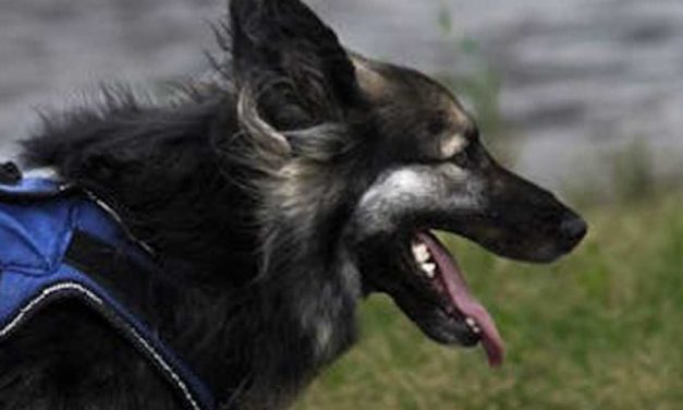 The Shiloh Shepherd: A Versatile Companion