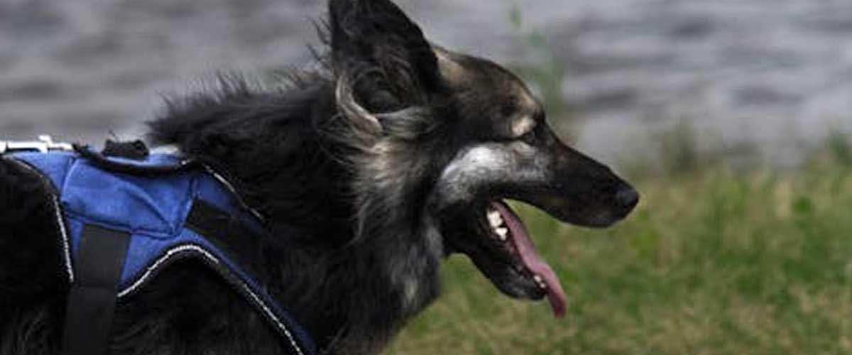 The Shiloh Shepherd: A Versatile Companion