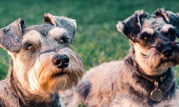 The Schnauzer: A Versatile and Affectionate Breed