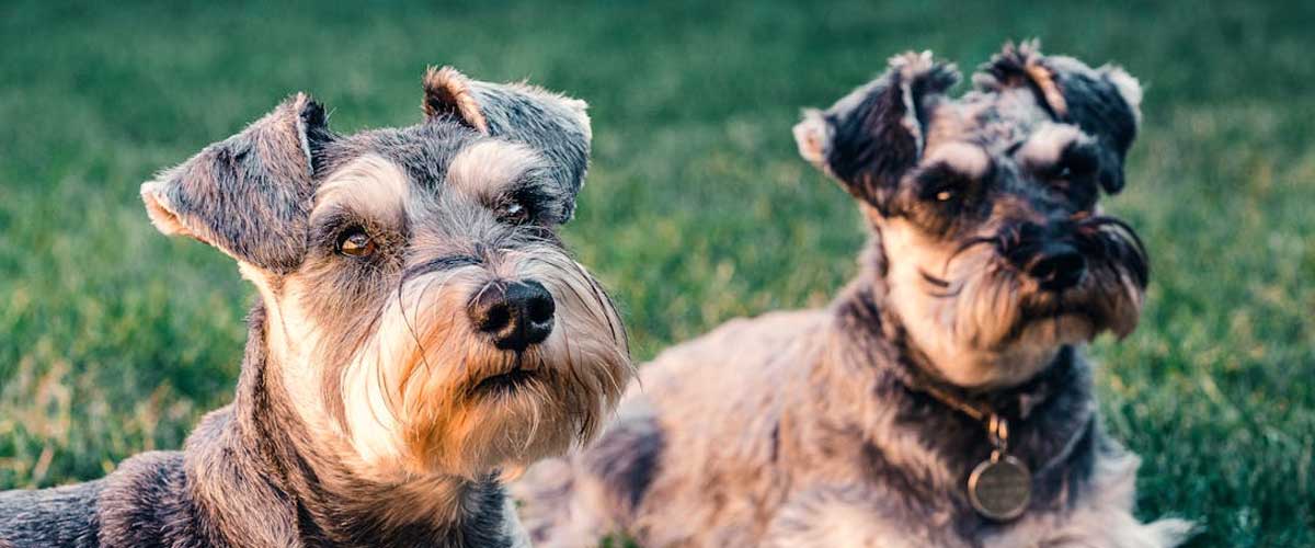 The Schnauzer: A Versatile and Affectionate Breed