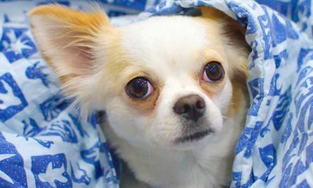 The Shortest Dog in the World: A Look at the Record Holder