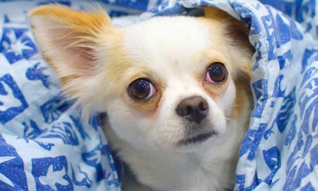 The Shortest Dog in the World: A Look at the Record Holder