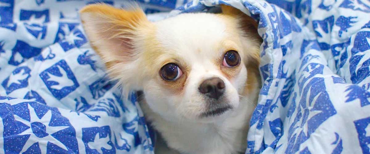 The Shortest Dog in the World: A Look at the Record Holder