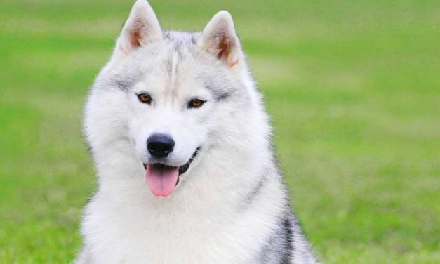 The Siberian Husky: A Remarkable Breed