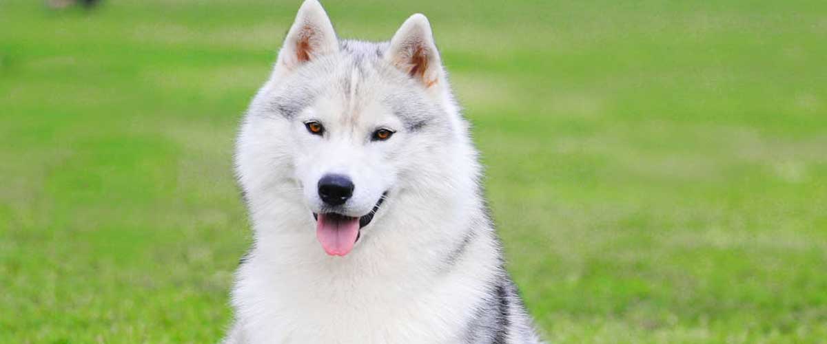 The Siberian Husky: A Remarkable Breed