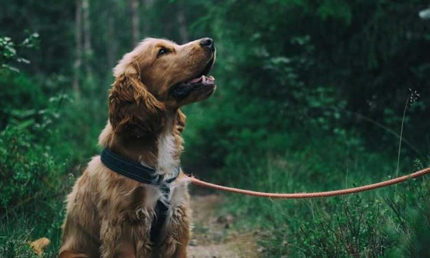 Training Your Dog: Sit, Stay, and Circle