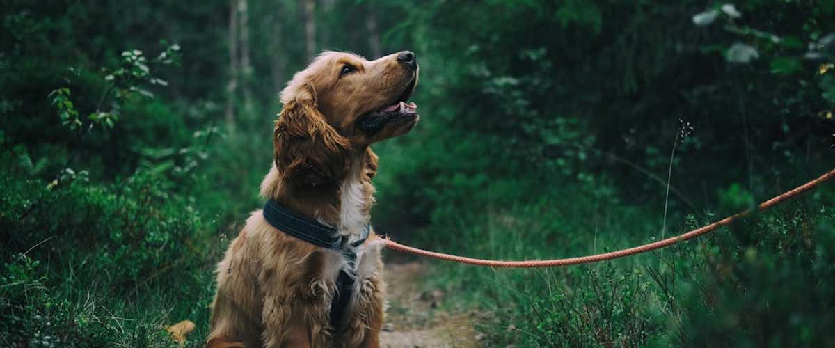 Training Your Dog: Sit, Stay, and Circle