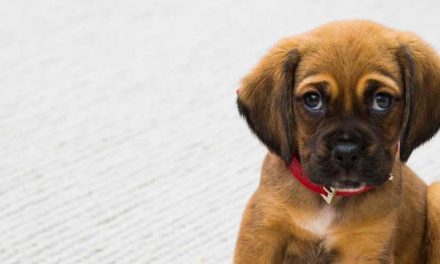 Guide to Training Your Dog: Sit, Stay, and Distance