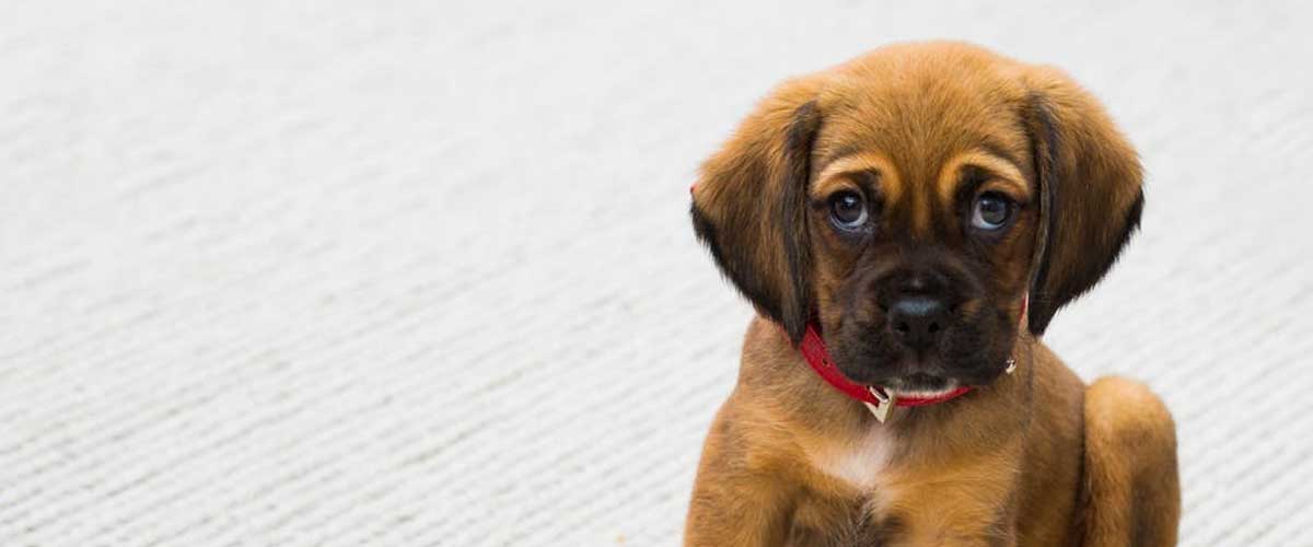 Guide to Training Your Dog: Sit, Stay, and Distance