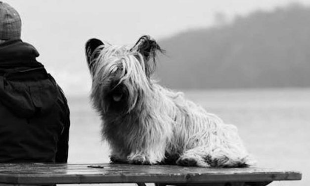 The Skye Terrier: A Loyal Companion with a Rich History