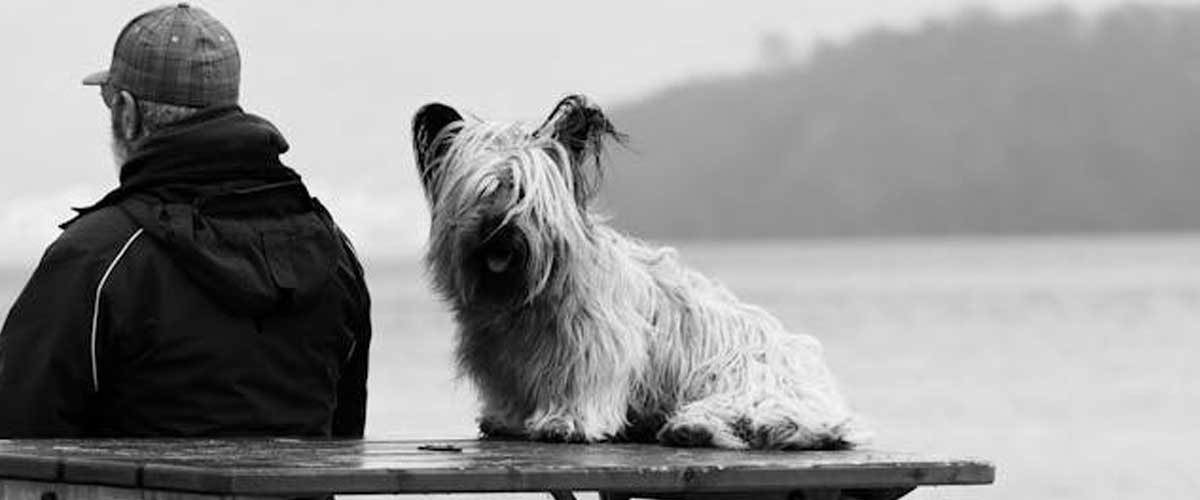 The Skye Terrier: A Loyal Companion with a Rich History