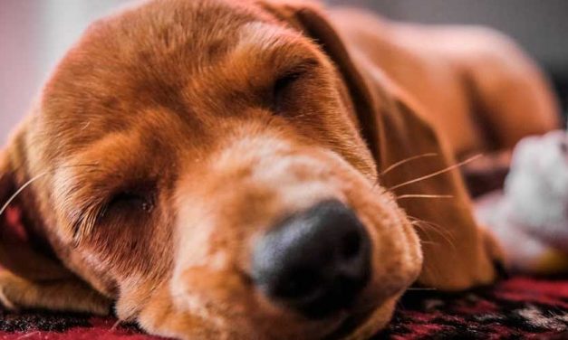 Why Dogs Sleep with Their Bum Facing You