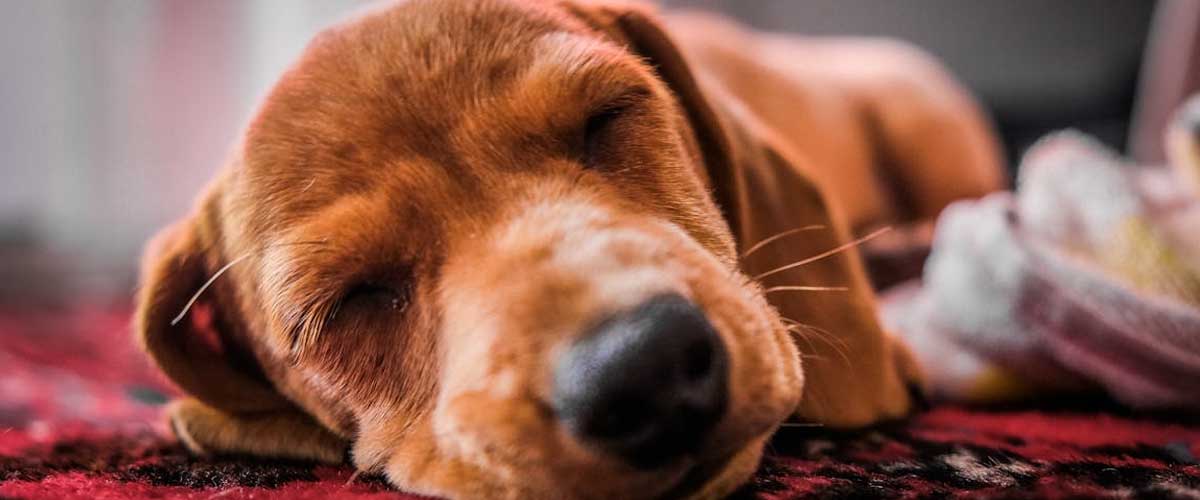 Why Dogs Sleep with Their Bum Facing You