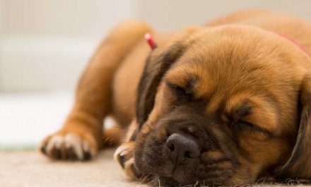 Do Dogs Sleep All Day When Home Alone?