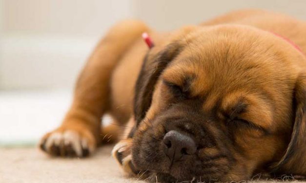 Do Dogs Sleep All Day When Home Alone?