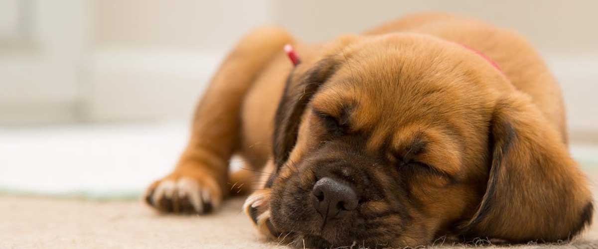 Do Dogs Sleep All Day When Home Alone?