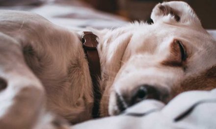 Do Dogs Sleep All Night Like We Do?