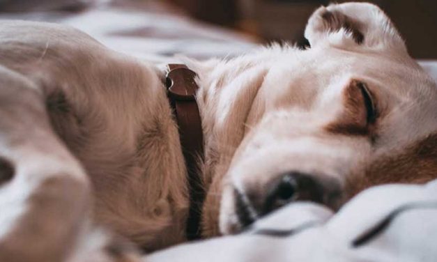 Do Dogs Sleep All Night Like We Do?