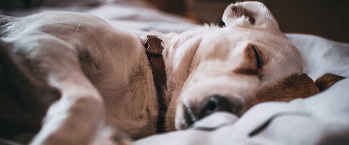 Do Dogs Sleep All Night Like We Do?
