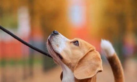 Why You Should Avoid Using Slip Collars to Stop Dog Pulling