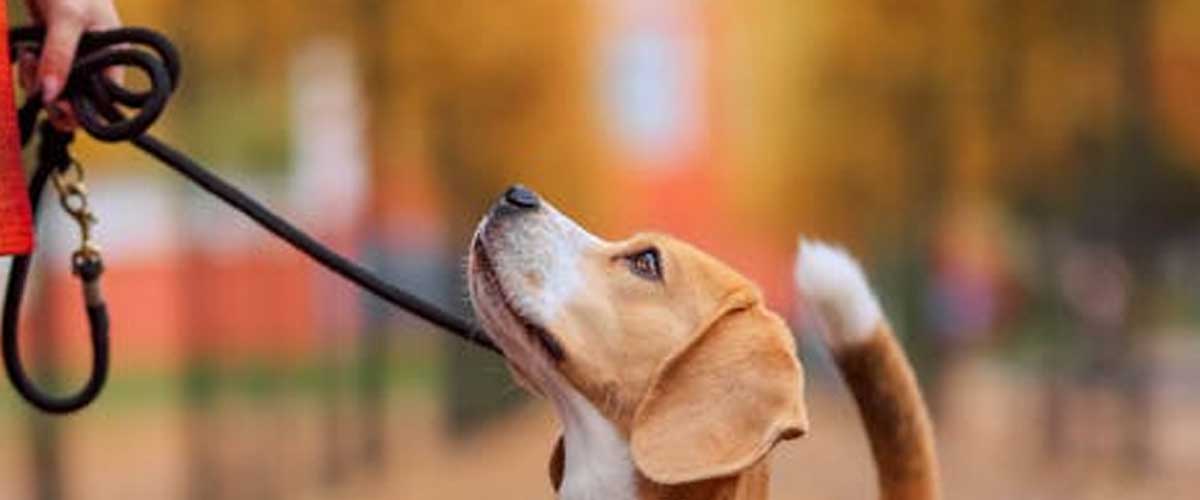Why You Should Avoid Using Slip Collars to Stop Dog Pulling