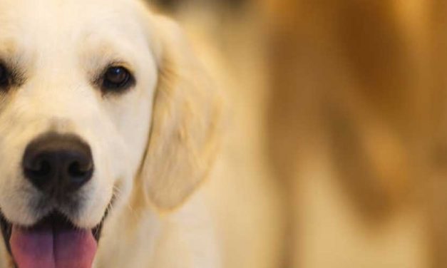 Slovensky Kuvac: The Guardian of the Mountains