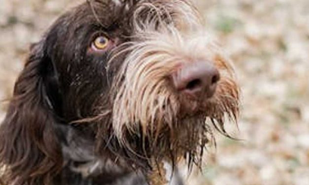 The Slovensky Pointer: An Overview of the Slovenský Kopov