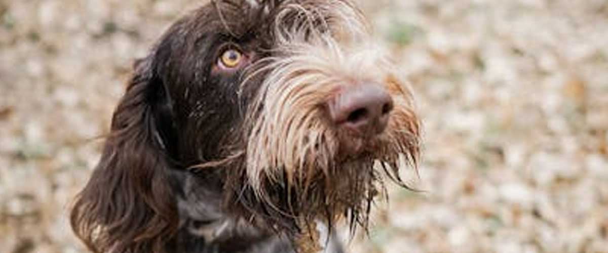 The Slovensky Pointer: An Overview of the Slovenský Kopov