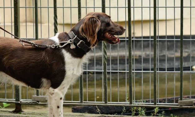 The Small Munsterlander: A Versatile Companion