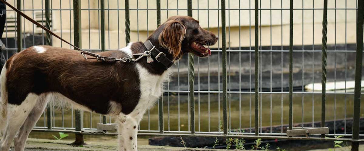 The Small Munsterlander: A Versatile Companion