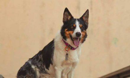 The Smooth Collie: A Loyal Companion and Versatile Performer