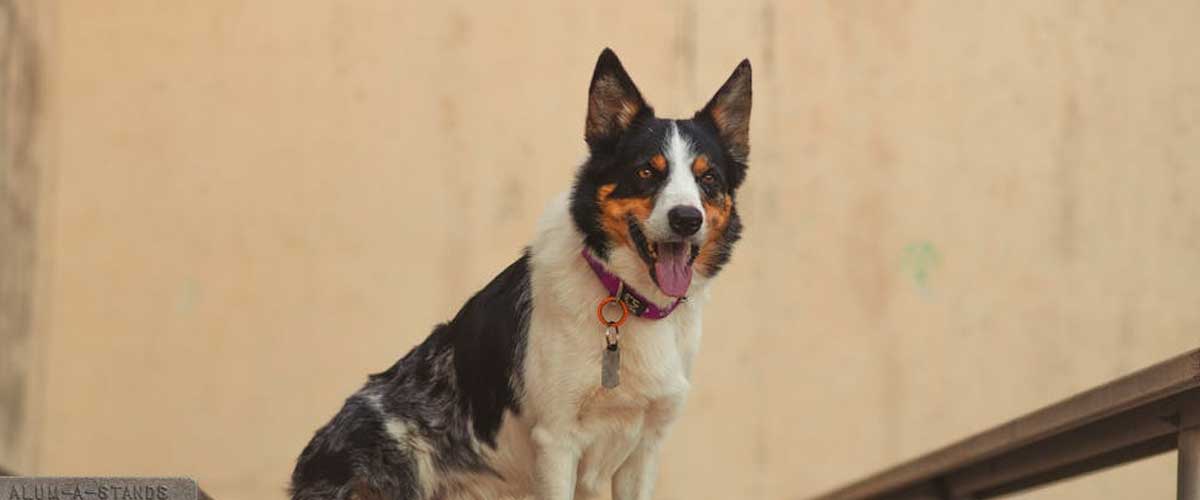 The Smooth Collie: A Loyal Companion and Versatile Performer