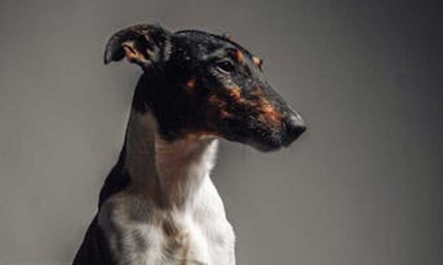 The Smooth Fox Terrier: A Spirited Companion