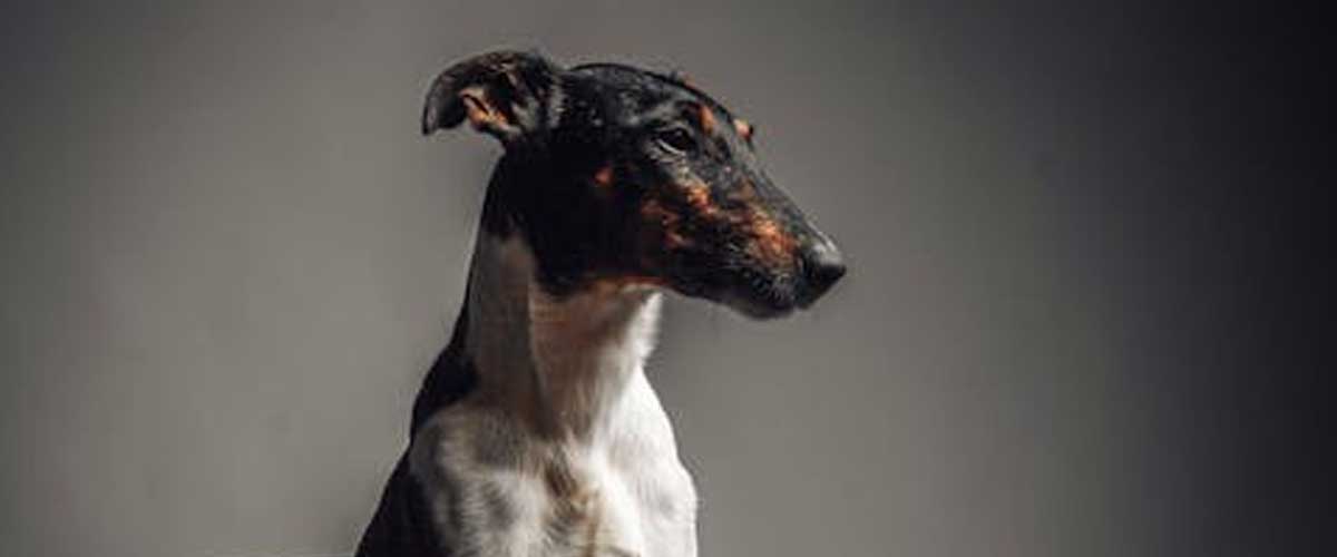 The Smooth Fox Terrier: A Spirited Companion