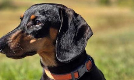 The Smooth-haired Standard Dachshund: A Charming Companion