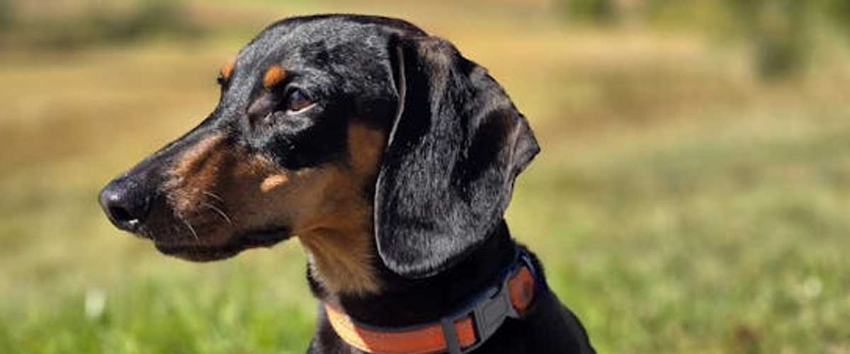 The Smooth-haired Standard Dachshund: A Charming Companion