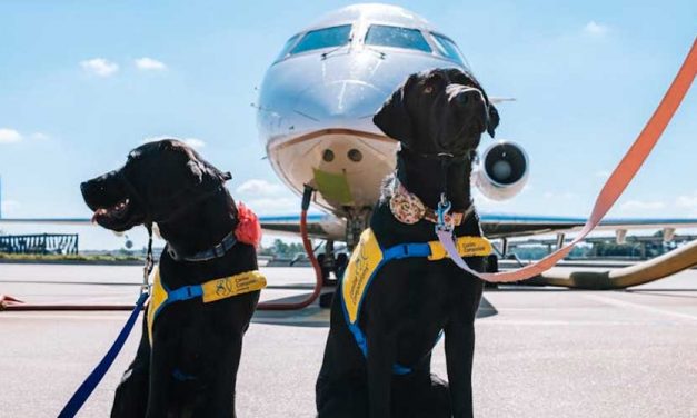 The Crucial Role of Sniffer Dogs in Drug Detection